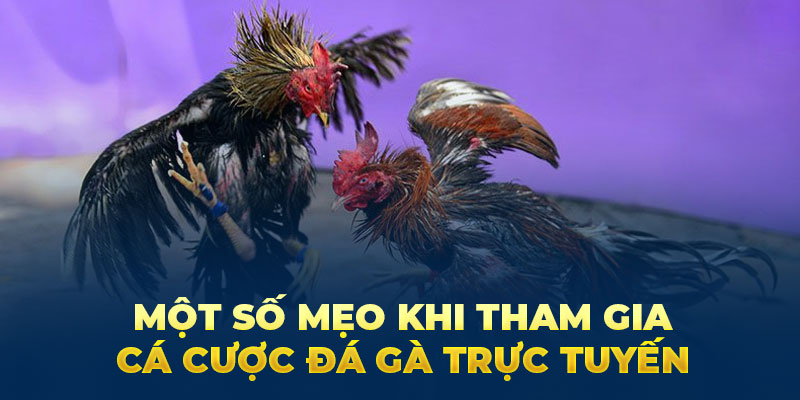 Một số mẹo khi tham gia cá cược đá gà trực tuyến