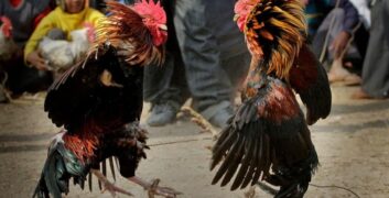 Những kèo cược phổ biến khi chơi đá gà F8BET 